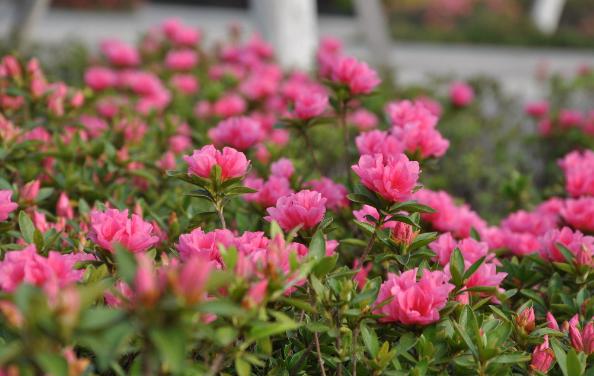 湖北園林公司分享杜鵑花的鑒賞與養護管理