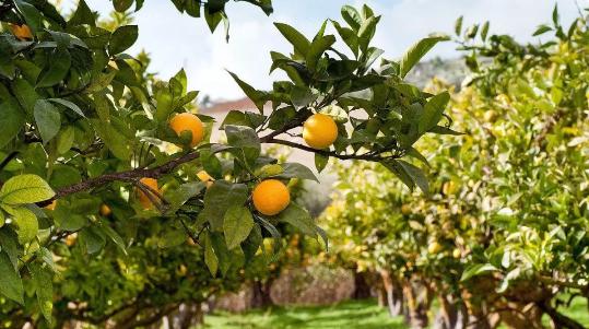 園林綠化提倡多樣性，未來(lái)這類(lèi)苗木必將大火！