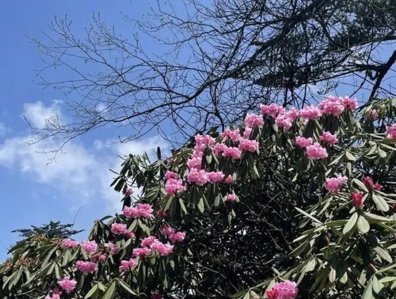 為什么說鄉(xiāng)土性是特色園林之魂？